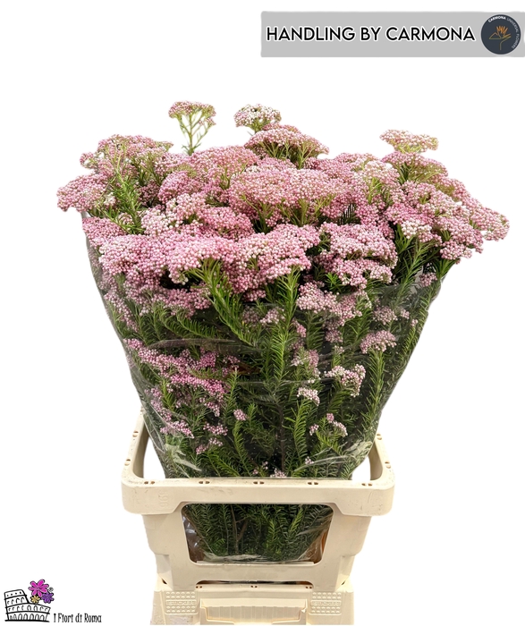 <h4>OZOTH REKI SNOW</h4>