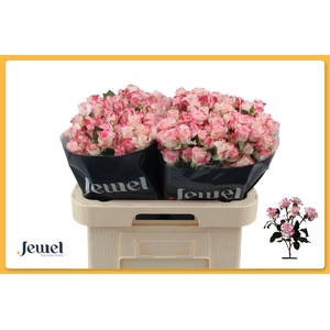 Rosa spray reflex