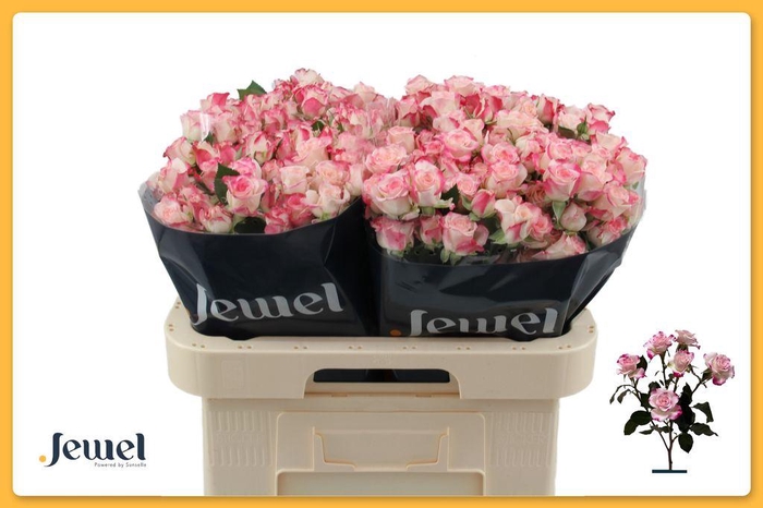 <h4>Rosa spray reflex</h4>