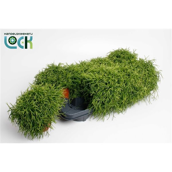 <h4>Rhipsalis Baccifera Oasis</h4>