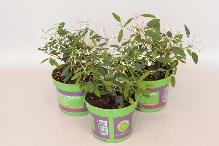 <h4>Euphorbia White</h4>