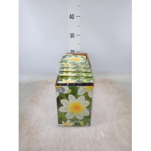 Dahlia   ...flowerbulbs