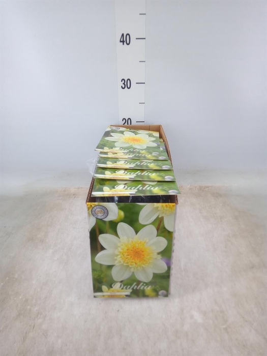 <h4>Dahlia   ...flowerbulbs</h4>