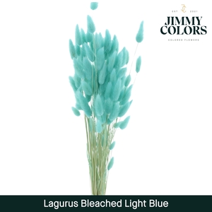 Lagurus bleached Light blue