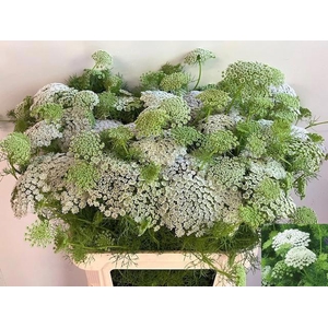 AMMI VIS CASABLANCA