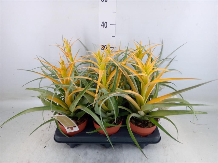 <h4>Tillandsia</h4>
