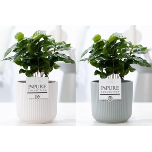 Coffea Arabica in P&PURE Sophie ceramics ass. 2