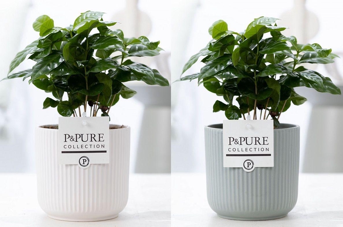 <h4>Coffea Arabica in P&PURE Sophie ceramics ass. 2</h4>