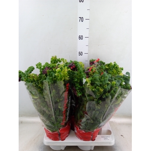 Aeschynanthus  'Rasta'