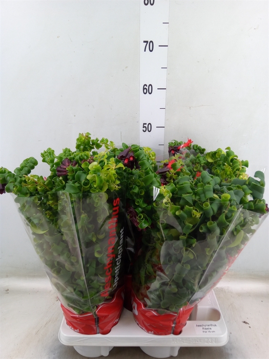 <h4>Aeschynanthus  'Rasta'</h4>