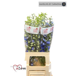 DELPH DU AURORA BLUE