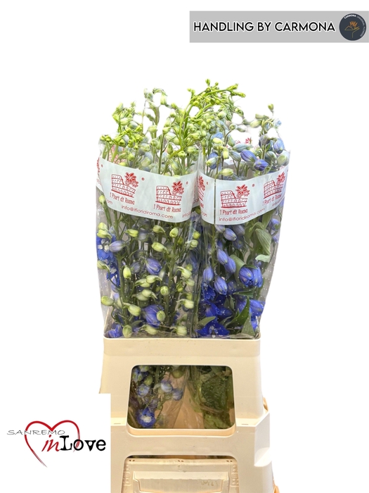 <h4>DELPH DU AURORA BLUE</h4>