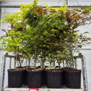 ACER PALMATUM