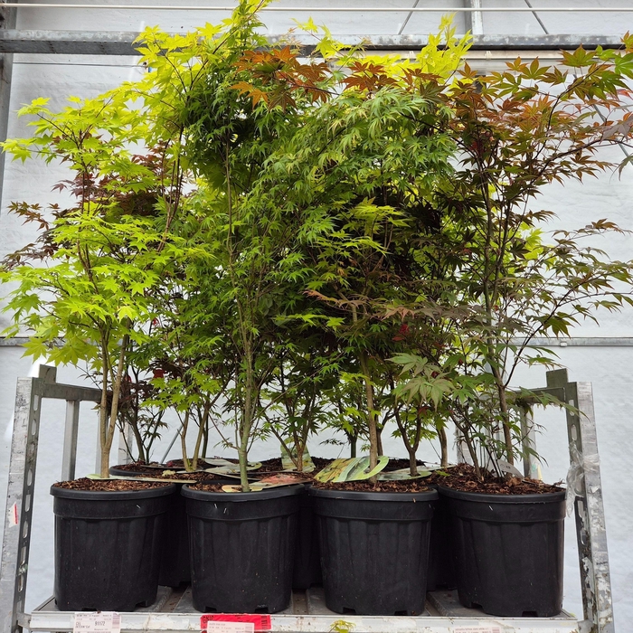 <h4>ACER PALMATUM</h4>