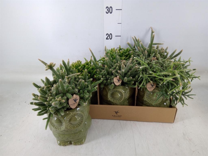 <h4>Rhipsalis ...mix</h4>