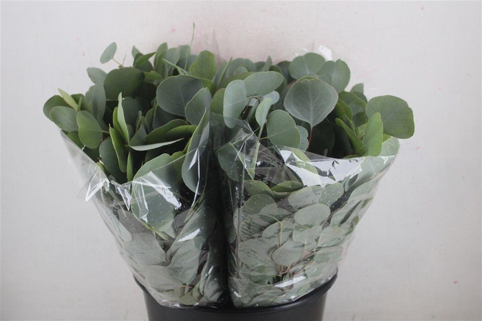 <h4>Euca Populus Short 150gr P Bunch</h4>