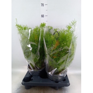 Asparagus dens. 'Sprengeri'