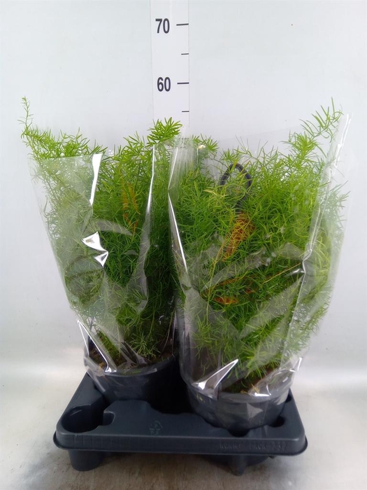 <h4>Asparagus dens. 'Sprengeri'</h4>
