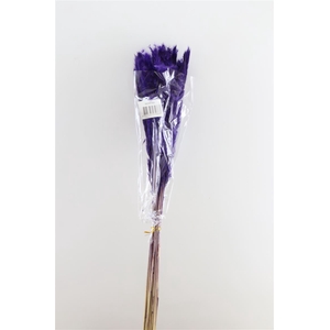 Dried Fluffy Pampas Purple 20pcs Bunch