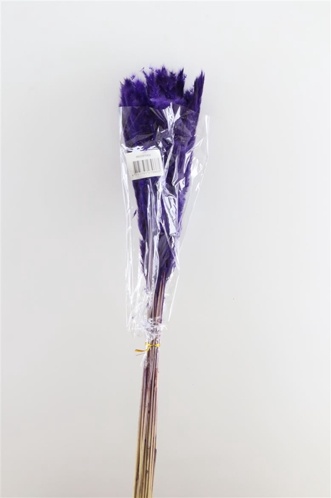 <h4>Dried Fluffy Pampas Purple Bunch</h4>