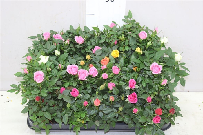 <h4>Rosa Kordana Gemengd Mini A2</h4>