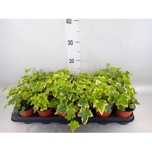 Hedera helix 'Goldchild'