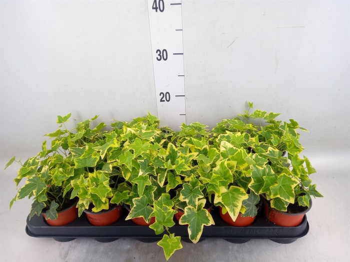 <h4>Hedera helix 'Goldchild'</h4>