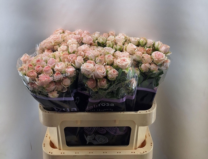 <h4>R TR BOMBASTIC</h4>