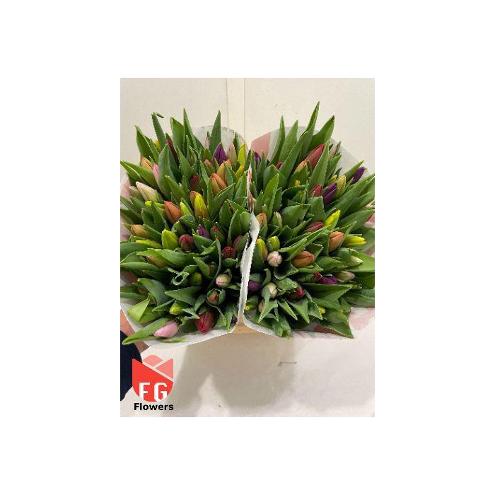 <h4>TU EN GEM Papier</h4>