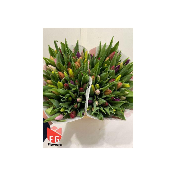 <h4>TU EN GEM Papier</h4>