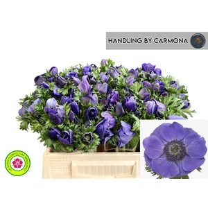 ANEM CO MIS + D BLUE