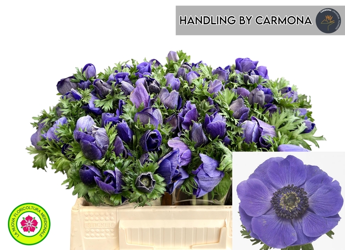 <h4>ANEM CO MIS + D BLUE</h4>