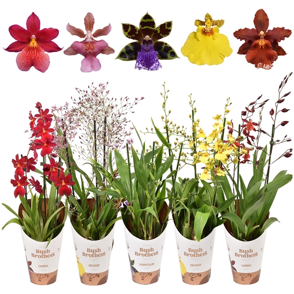 Orchideeën mix 3 tak 12 cm