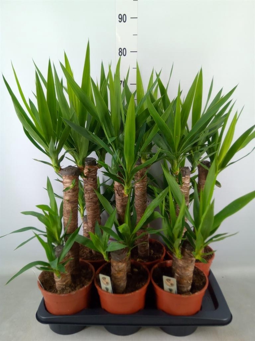 <h4>Yucca   ...</h4>