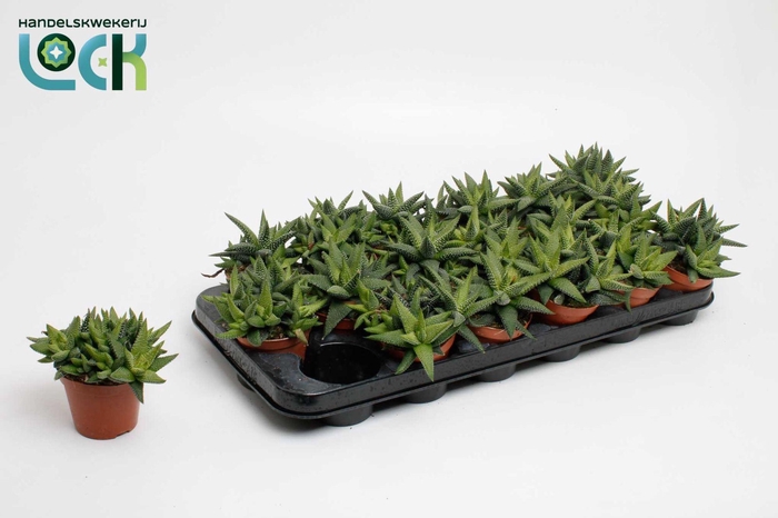 <h4>Haworthia Enon</h4>