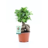 Ficus Ginseng