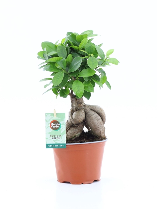 <h4>Ficus Ginseng</h4>