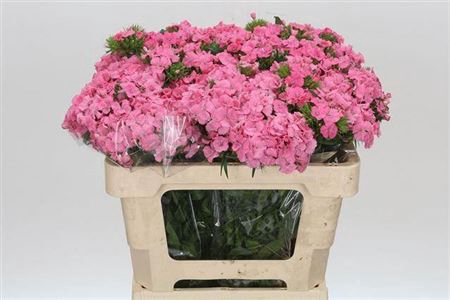 <h4>Di Barb Aldo Rose</h4>