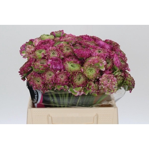 Ranunculus Pon Pon Malva