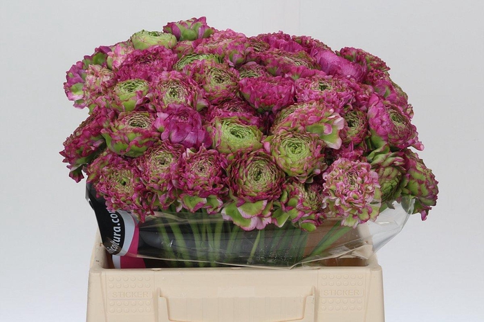 <h4>Ranunculus Pon Pon Malva</h4>