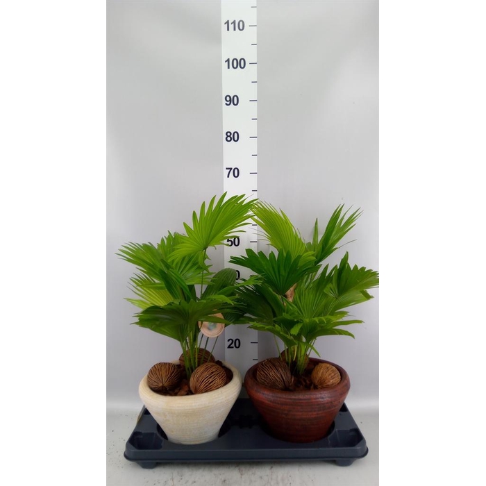 <h4>Livistona rotundifolia</h4>