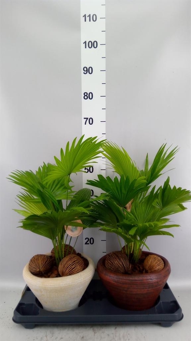 Livistona rotundifolia