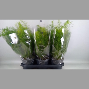 Asparagus dens. 'Sprengeri'