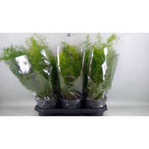 Asparagus dens. 'Sprengeri'