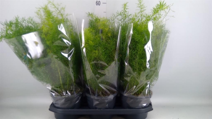 <h4>Asparagus dens. 'Sprengeri'</h4>