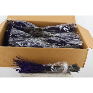 PF Lavendel Dark Purple