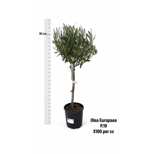 OLEA EUROPAEA