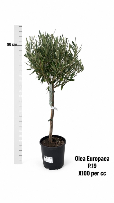 <h4>OLEA EUROPAEA</h4>