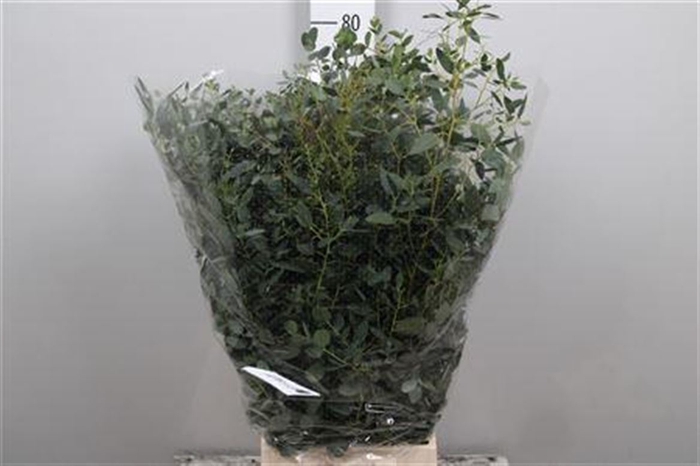 <h4>Euc Gunnii Extra</h4>