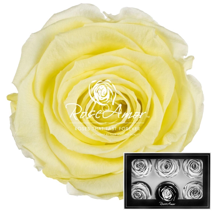 <h4>Lplus Yel89</h4>